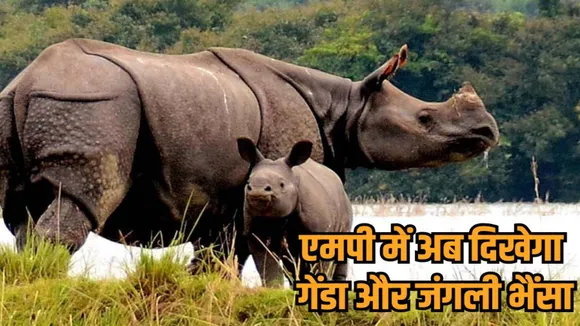 mp assam wildlife exchange rhino wild buffalo tiger deal hindi news zvj