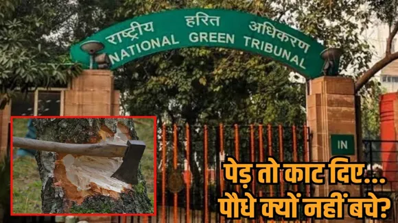 bhopal kolar sixlane road tree cutting ngt hearing update hindi news zvj