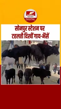 Instagram_post_thumb_ Cow