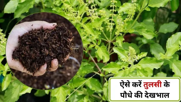 tulsi care tips