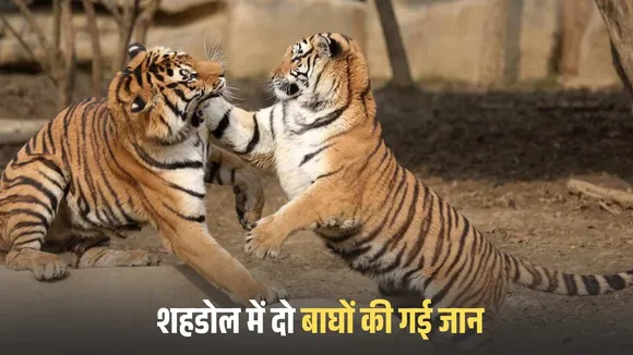 Shahdol Two Tigers Death
