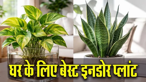 Summer Cooling Indoor Plant