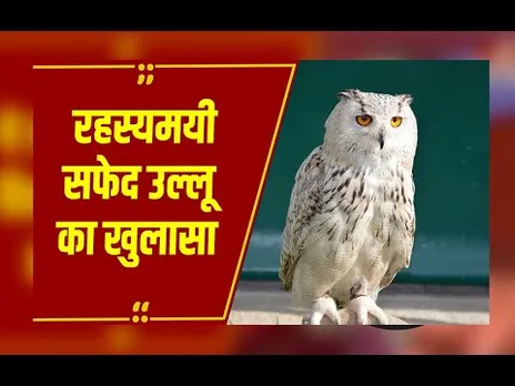 Balaghat में सफेद उल्लू के बच्चों ने बढ़ाई जिज्ञासा, एक्सपर्ट ने बताया बार्न आउल का सच