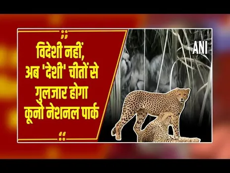 कूनो के 9 चीते हुए जवान, जल्द दिखेगी नन्हे चीतों की फौज