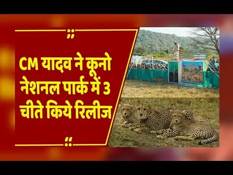 International Cheetah Day:वीरा और उसके दोनों शावक घूमेंगे खुले जंगल में,CM यादव ने 3 चीते किये रिलीज
