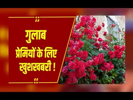 MP News: भोपाल में गुलाबों का महाकुंभ, 9 से 11 जनवरी तक गुलाब प्रदर्शनी