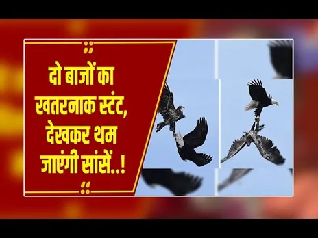 आसमान में 'दंगल': दो बाजों का ऐसा खतरनाक स्टंट, देखकर थम जाएंगी सांसें!