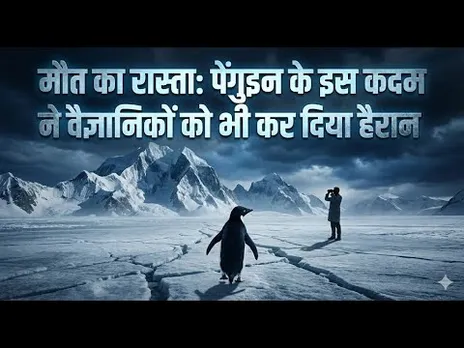 क्यों अपनी मौत की तरफ अकेला चल पड़ा यह पेंगुइन? वायरल वीडियो देख गहरे सदमे में है इंटरनेट