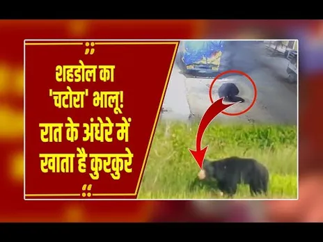 Shahdol का भालू जंगल के फल छोड़ खाता है कुरकुरे, पलक झपकते ही निपटा दिए 36 पैकेट