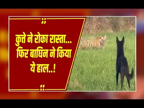 शिवपुरी में दहशत! शिकार पर निकली बाघिन, कुत्ते ने ललकारा तो हुआ ये अंजाम