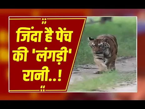 'कॉलरवाली' का रिकॉर्ड टूटा!18 साल की 'लंगड़ी' बनी सबसे बुजुर्ग बाघिन,मौत की अफवाहों के बीच लौटी रानी