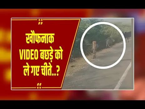 ग्वालियर में चीतों का खौफ! गाय के बछड़े का किया शिकार? सामने आया हैरान करने वाला VIDEO