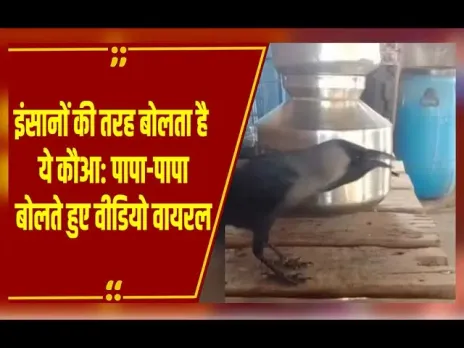 Maharashtra में इंसानों की तरह बोलता है ये कौआ, मम्मी-पापा बोलते आया नजर; Video Viral