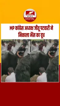 देवास में PCC चीफ जीतू पटवारी ने निकाला भैंस का दूध