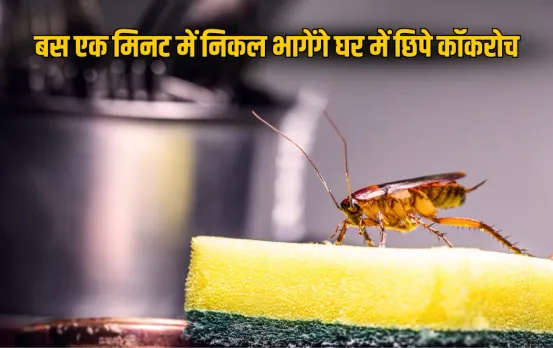 Cockroach Control Home: कॉकरोच ने नाक में कर रखा है दम? आजमाएं ये घरेलू नुस्‍खे, पल भर में होगा सफाया