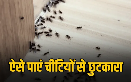 Home Remedies For Ants: बारिश में घर के कोनों से निकल रही हैं चींटियां? इन 5 आसान घरेलू उपायों से पाएं छुटकारा