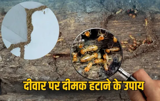 Termite Removal Tips: दीवारों पर बार-बार लग रही है दीमक ? अपनाएं ये 5 सस्ते और असरदार देसी उपाय