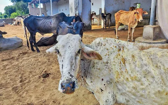 भिलाई में मवेशियों में फैल रहा लंपी वायरस: पशु विभाग ने जारी किया अलर्ट, टीकाकरण की घोषणा