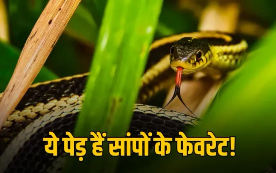 Snake Attracting Plants: बारिश में इन 6 पौधों को अपना ठिकाना बनाते हैं सांप, भूलकर भी न लगाए, भगाना होगा मुश्किल