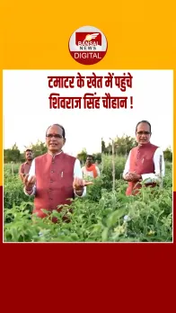अपने टमाटर के खेत में पहुंचे शिवराज सिंह चौहान, बोले- मेरी कोशिश है कि मैं स्वयं अच्छी खेती करूं