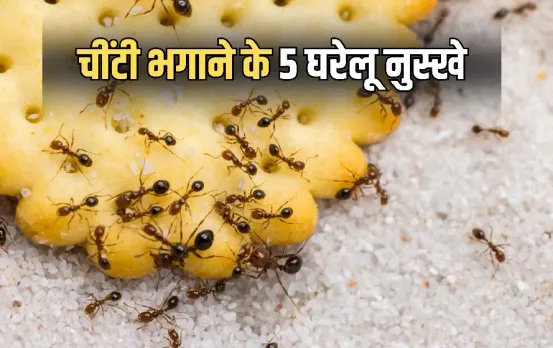 Ants Repellent Hacks