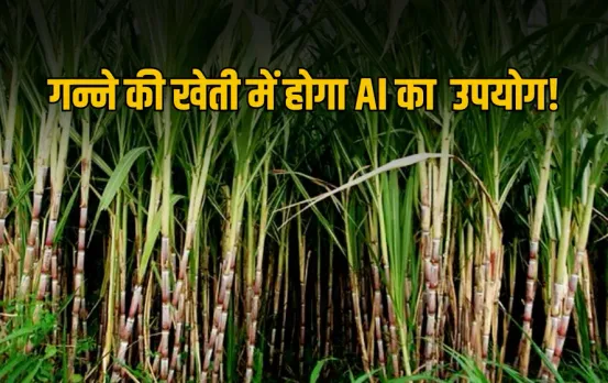AI in Farming : गन्ने की फसल में होगा अब AI का इस्तेमाल, 30% बढ़ेगा उत्पादन, किसानों को मिलेगी बड़ी राहत