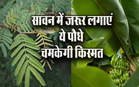 Astro-Plant-Vastu-Tips-Banana-Shami-Tulsi-ka-Paudha