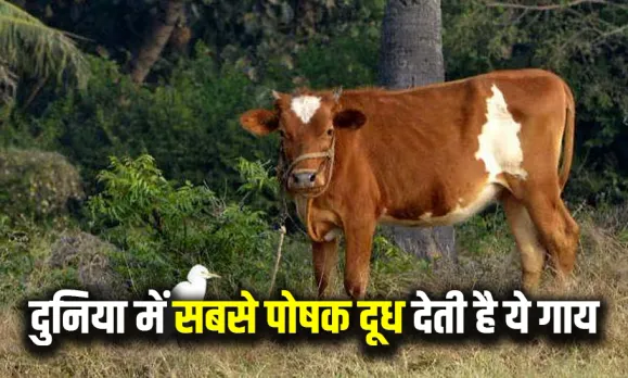 Badri Cow Milk Benefits