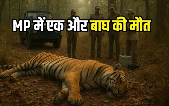 Bandhavgarh Tiger Death