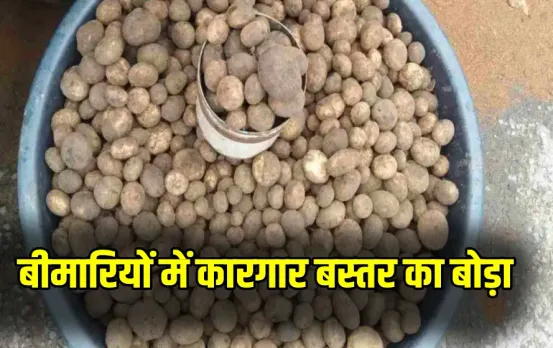 Bastar Boda Sabji Price