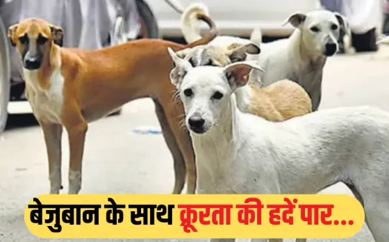 Animal Cruelty: बेजुबान के साथ हैवानियत, डंडे से पीट-पीटकर स्ट्रीट डॉग की हत्या, बोरी में भरकर लगाई आग, FIR दर्ज