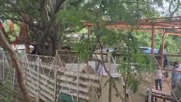 Bhopal Mandir Parisar Gaushala SDM Action Char Imli hindi news