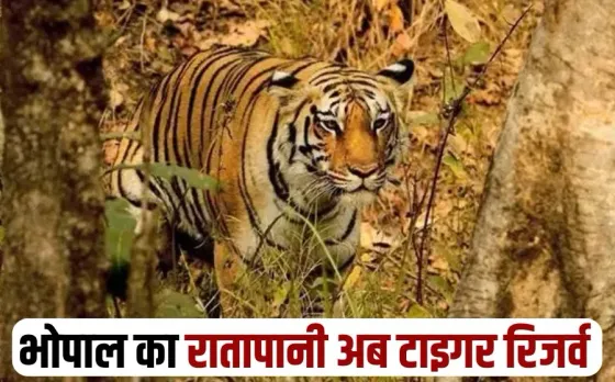 Bhopal Ratapani Tiger Reserve madhya pradesh 9 update
