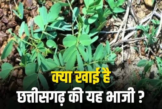 Chhattisgarh Charota Saag Benefits