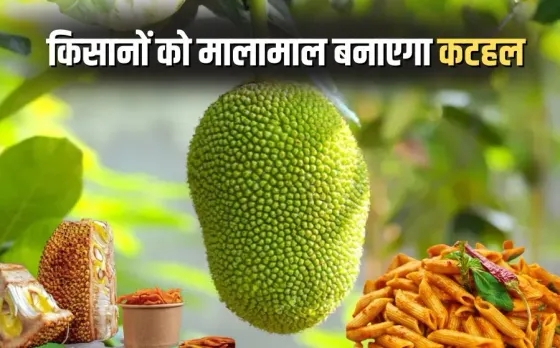 Chhattisgarh Katahal products