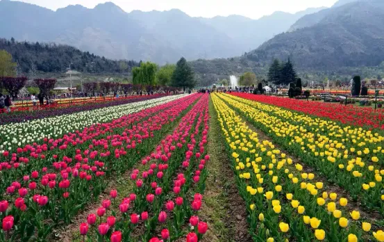 Srinagar Tulip Garden