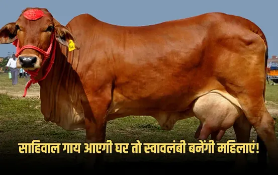 Dudharu Pashu Praday Yojna