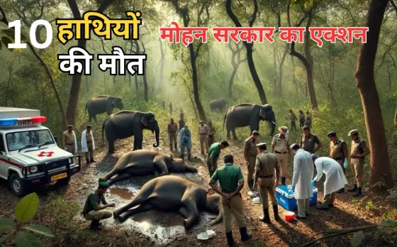Elephants death In MP