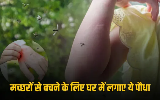 Mosquito Control: बारिश में मच्छरों से हैं परेशान? तो घर में लगाएं ये पौधा, बच्चों के स्वास्थ्य के लिए भी है फायदेमंद