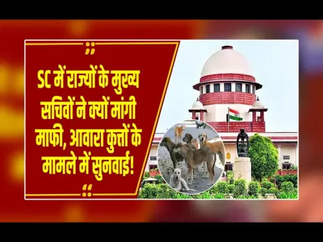 Stray Dogs Case: SC में राज्यों के मुख्य सचिव क्यों मांगने लगे माफी, आवारा कुत्तों के मामले पर बेंच ने क्या कहा?