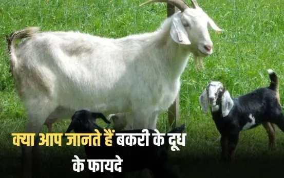 Goat Milk Benefits: क्या बकरी का दूध दिलाता है सच में बीमारियों से मुक्ति, CIRG डायरेक्टर ने बताई खूबियां