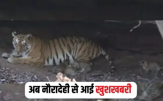 Nauradehi Tiger Reserve