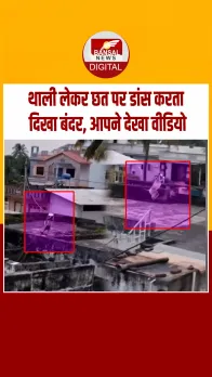 थाली लेकर छत पर डांस करता बंदर वायरल, बना एंटरटेनमेंट किंग! वीडियो वायरल