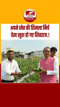 मुझे बहुत मेहनत लगी... अपने खेत की शिमला मिर्च देख खुश हुए शिवराज, सुनिए क्या कहा.?