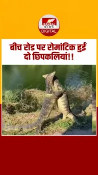 बीच रोड पर एक-दूसरे को गले लगाते दिखीं दो छिपकलियां, सोशल मीडिया पर वायरल हो रहा Video!