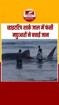 Kerala में मछली पकड़ते समय जाल में फंसी व्हाइटटिप शार्क, मछुआरों ने वापस पानी की गहराई में भेजा