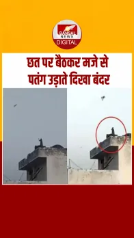 Varanasi में पतंगबाजी करते बंदर के वीडियो ने किया लोगों को हैरान, आप भी देखें Viral Video