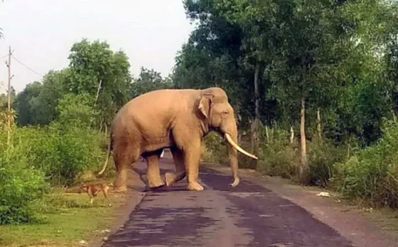 Gariaband Elephant Attack
