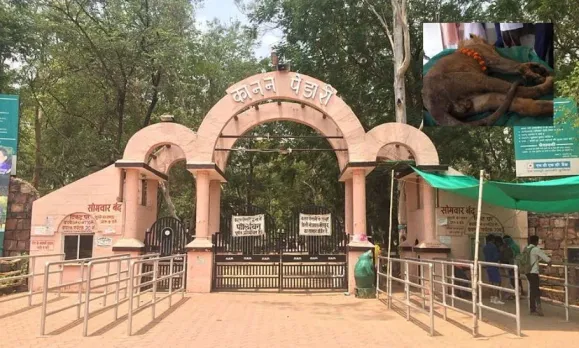 Kanan Pendari Lion Bheem Death