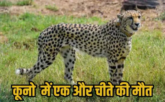 Kuno National Park: चीता प्रोजेक्ट को बड़ा झटका, कूनो नेशनल पार्क में मादा चीता नाभा की मौत, हफ्तेभर पहले मिली थी घायल